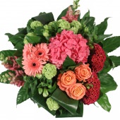 Zomerse Hortensia Biedermeier